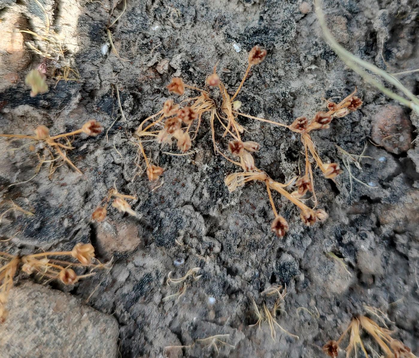 Juncus uncialis image
